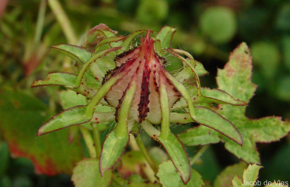 Hibiscus surattensis L.